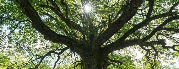 Oak Tree — Moon Township, PA — Hudson & Sons Tree Service Oak Tree — Moon Township, PA — Hudson & Sons Tree Service