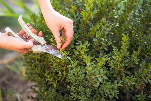 Plant pruning -Pruning in Irving, TX Plant pruning -Pruning in Irving, TX