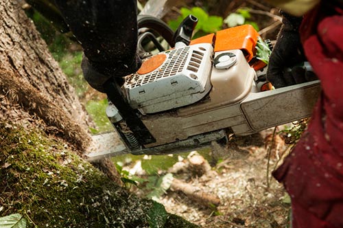 Man cutting with chainsaw - Tree removal in Irving, TX Man cutting with chainsaw - Tree removal in Irving, TX