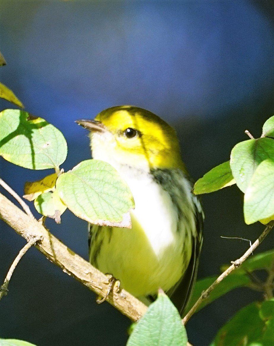 A small yellow and white bird perched on a tree branch