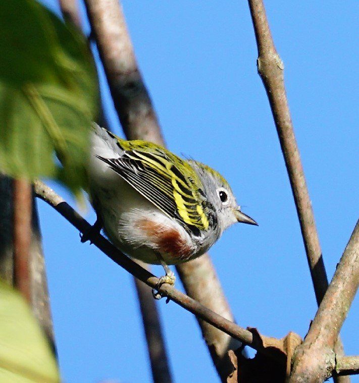 A small bird perched on a tree branch with a blue sky in the background