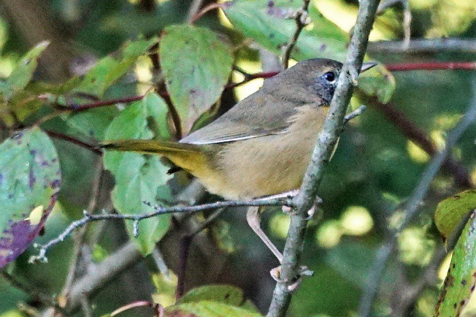 A small bird is perched on a tree branch.