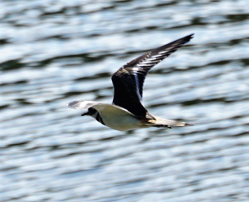A seagull is flying over a body of water