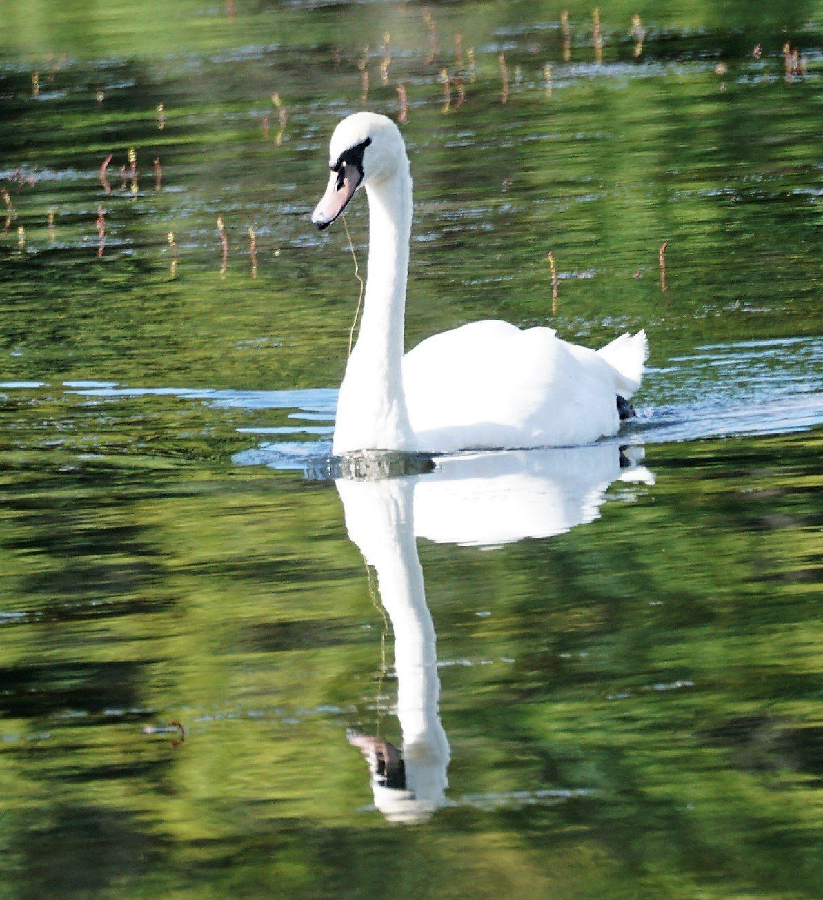A white swan is swimming in a pond with trees in the background