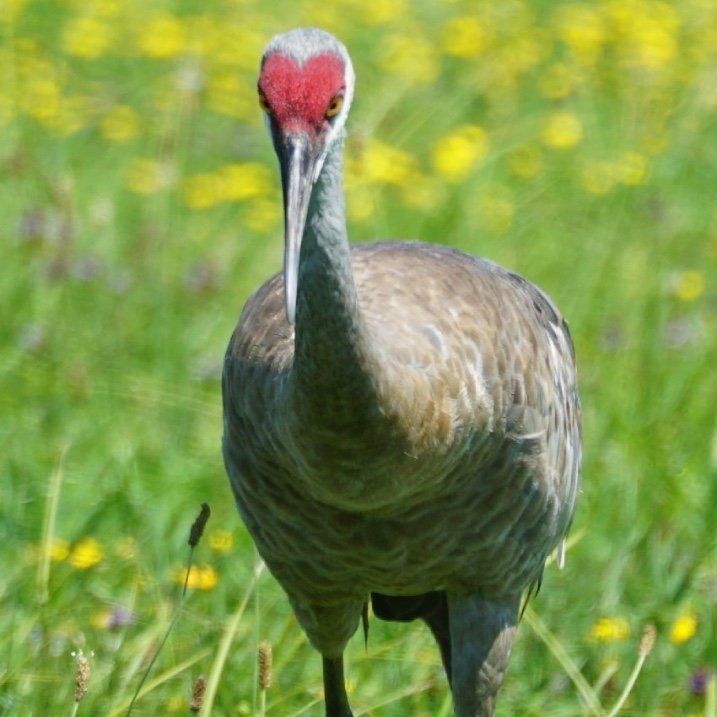 A bird with a red head is standing in a field of flowers
