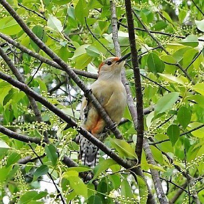 A small bird is perched on a tree branch.