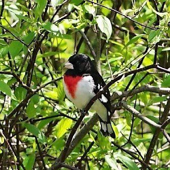 A black , white and red bird perched on a tree branch