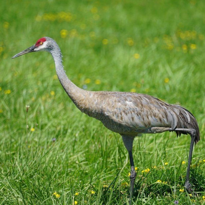 A crane with a red head is standing in a grassy field.