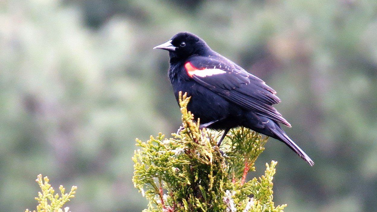 A black bird perched on top of a tree branch
