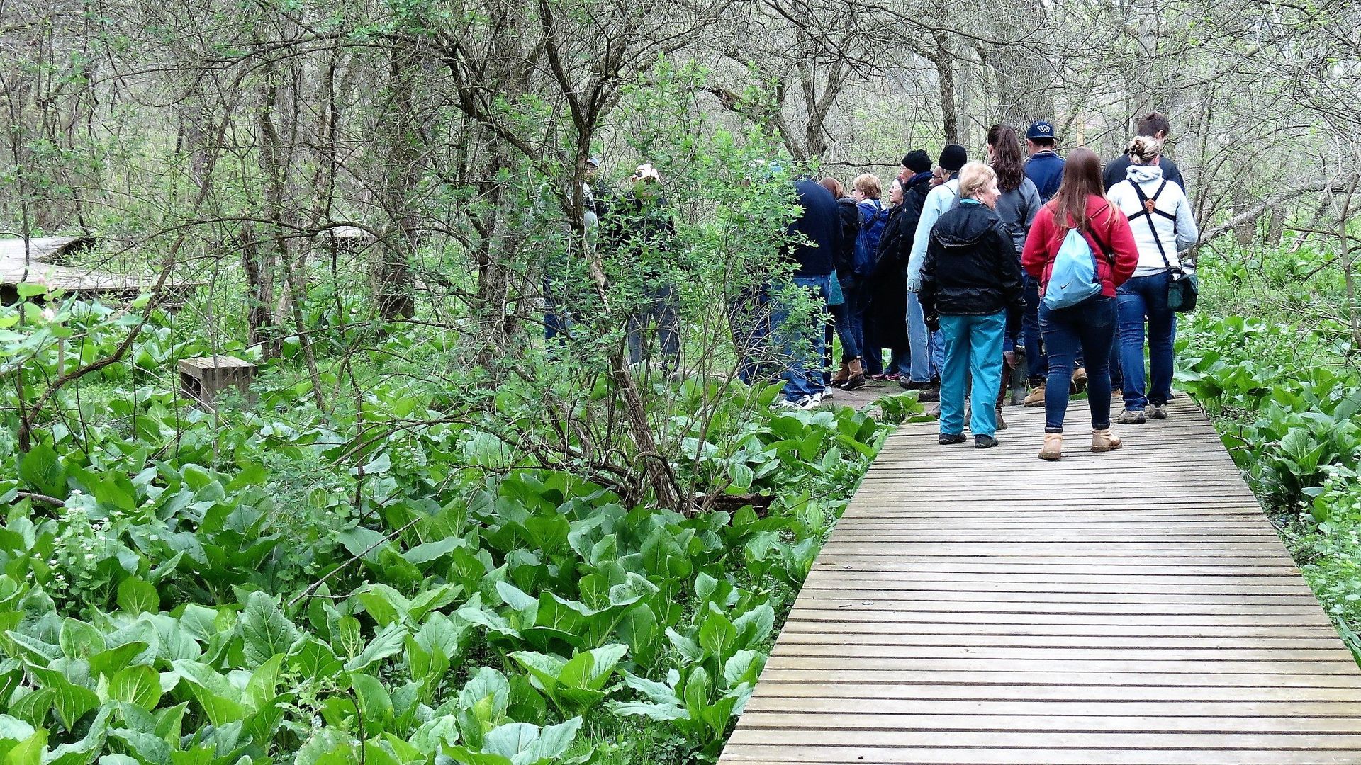 A group of people are walking across a wooden bridge in the woods.