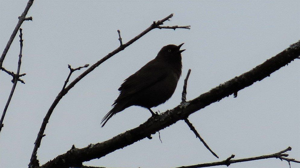 A bird perched on a tree branch with its beak open