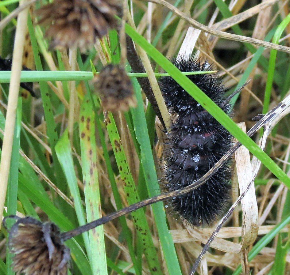 A close up of a black caterpillar in the grass