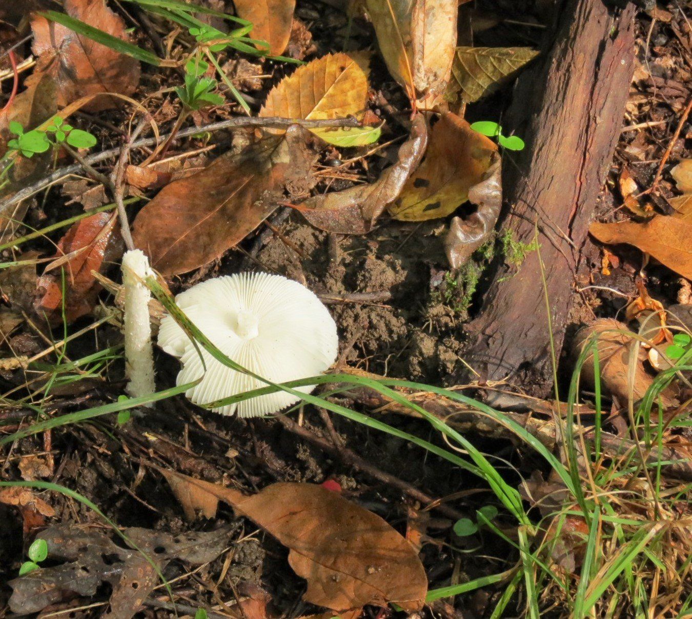 A white mushroom is growing out of the ground