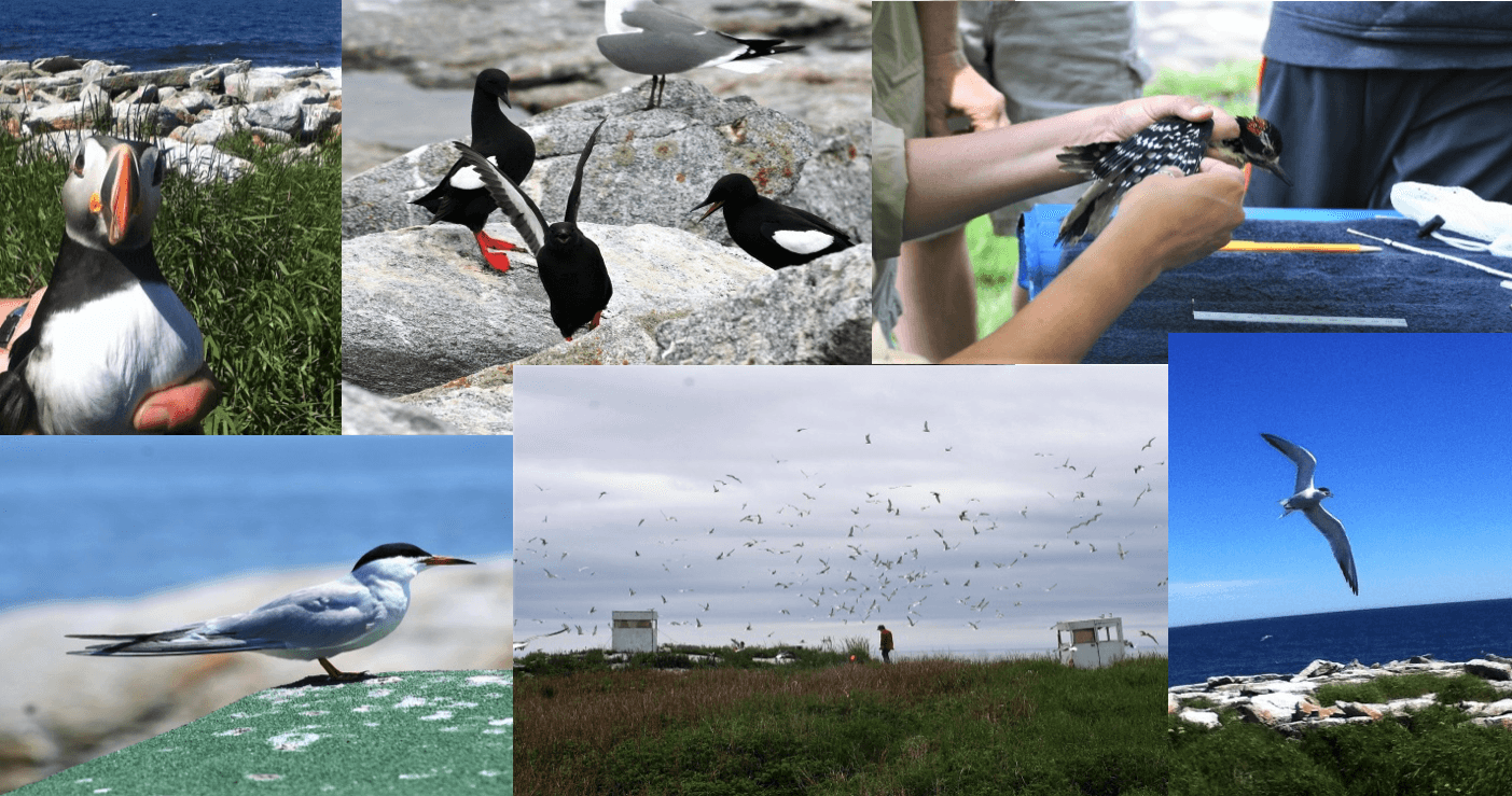 A collage of pictures of seagulls and people