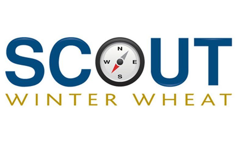 Scout Biscuit Wheat