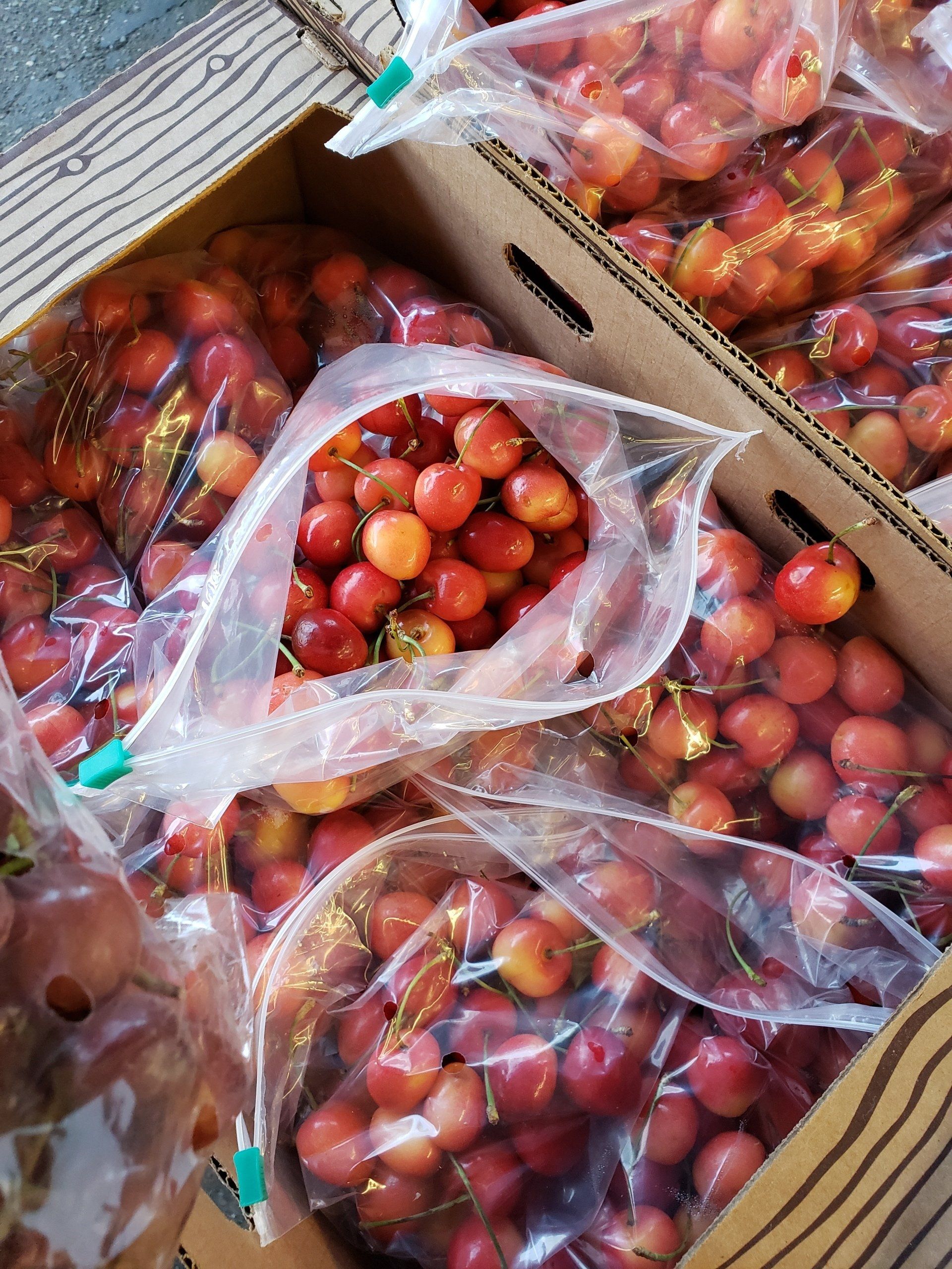 Early Robin Cherries