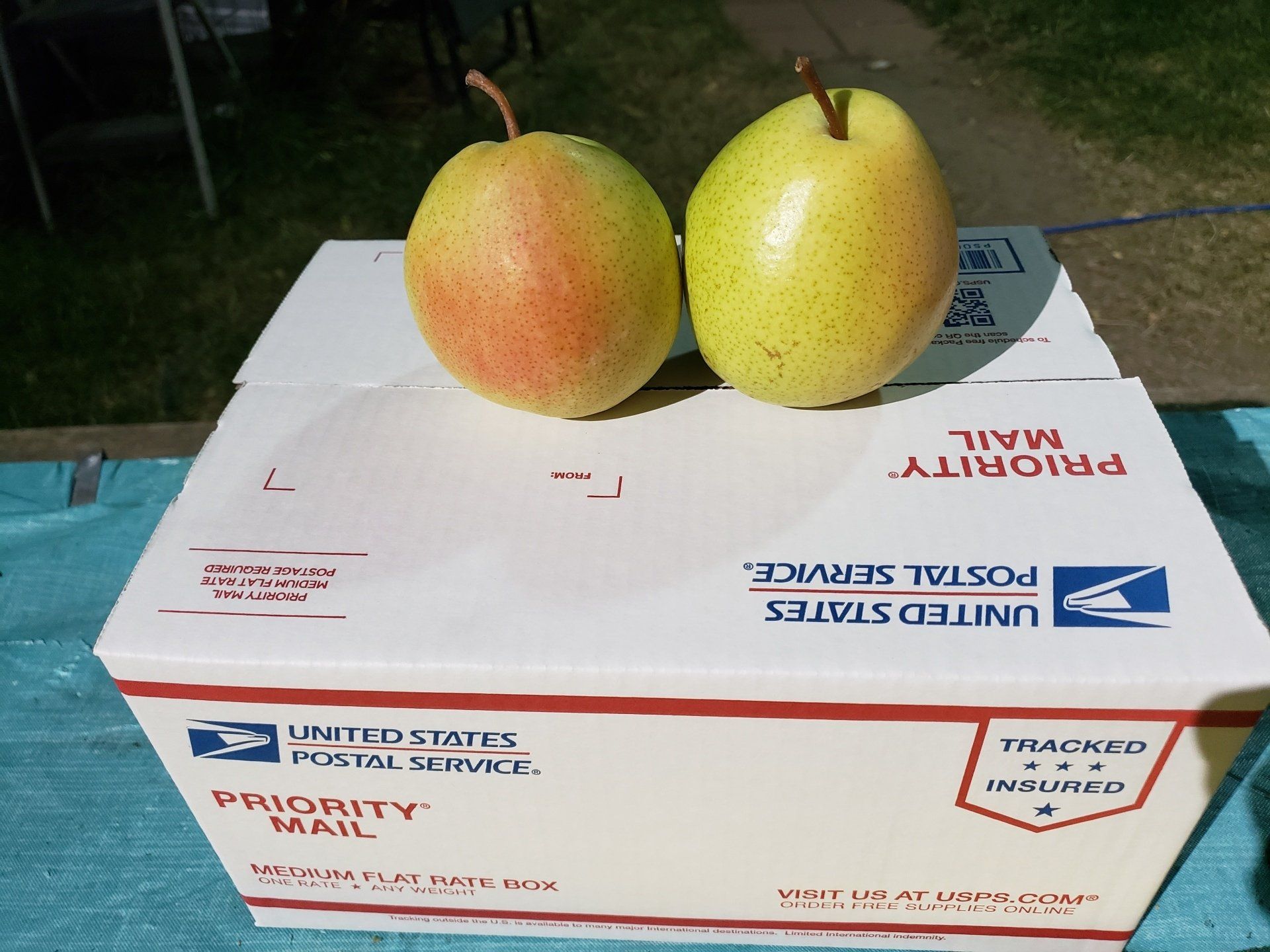 DAnjo Pears