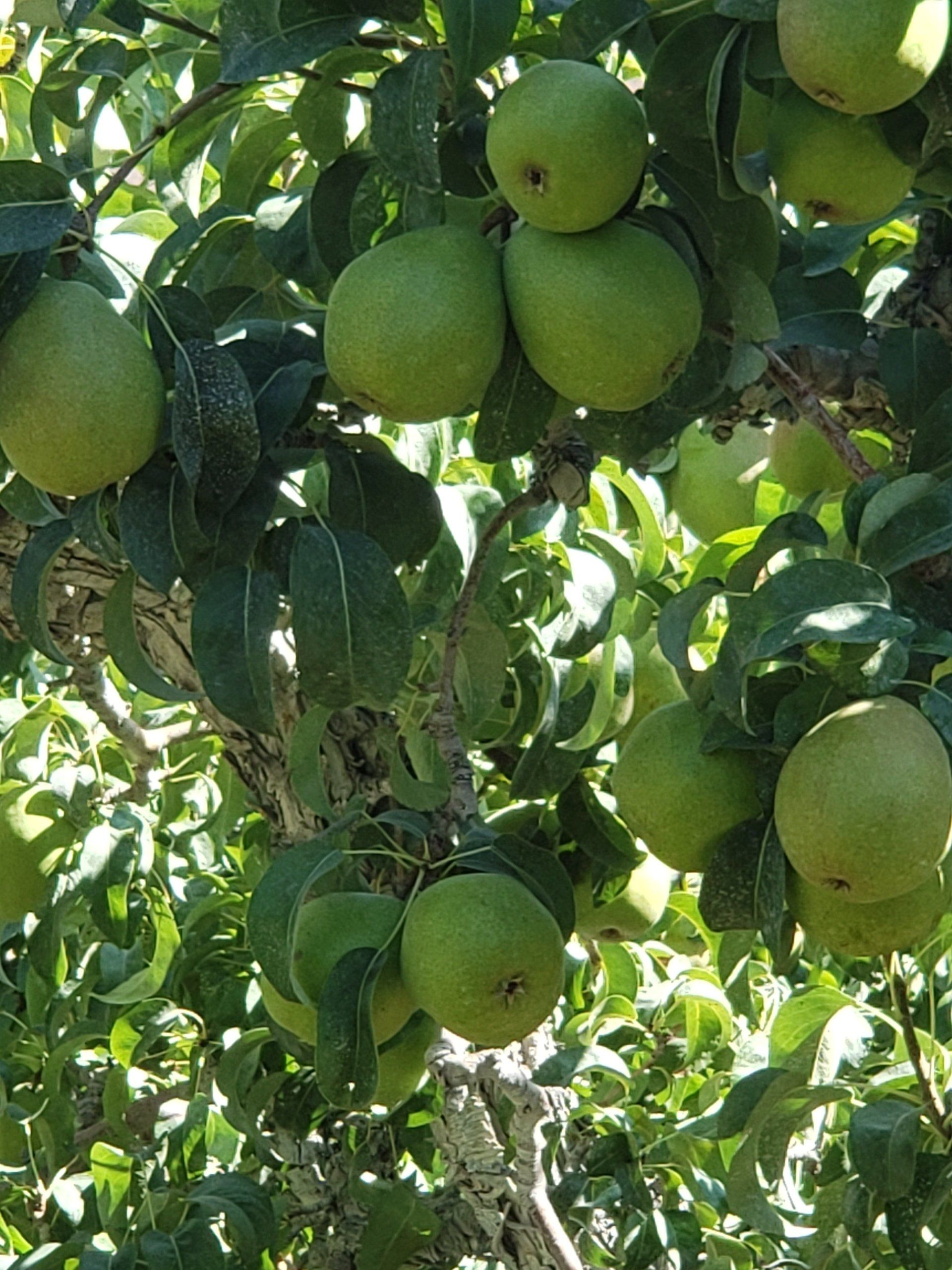 Pears