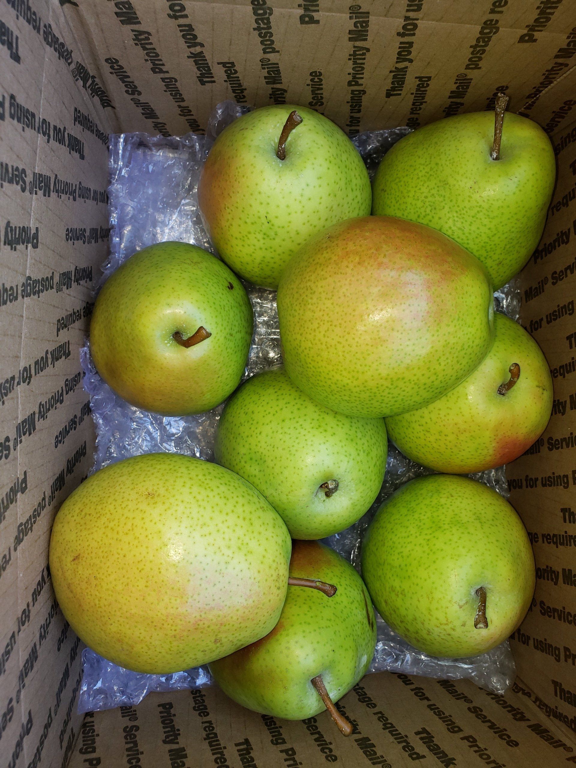 DAnjo Pears