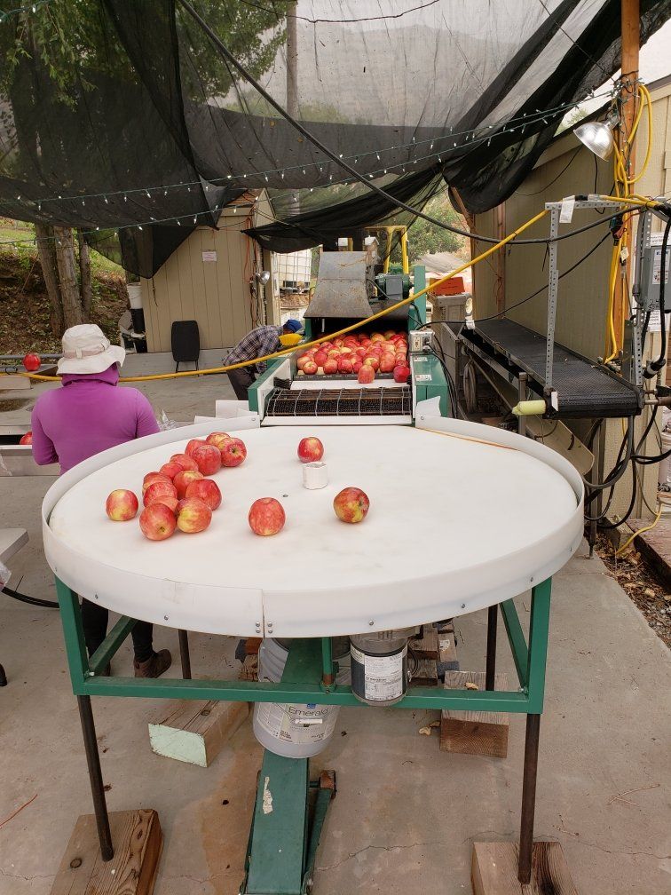 Packing Apples