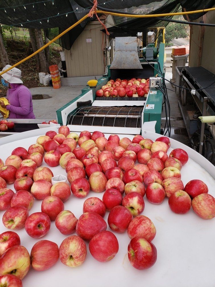 Our Famous Honey Crisp Apples