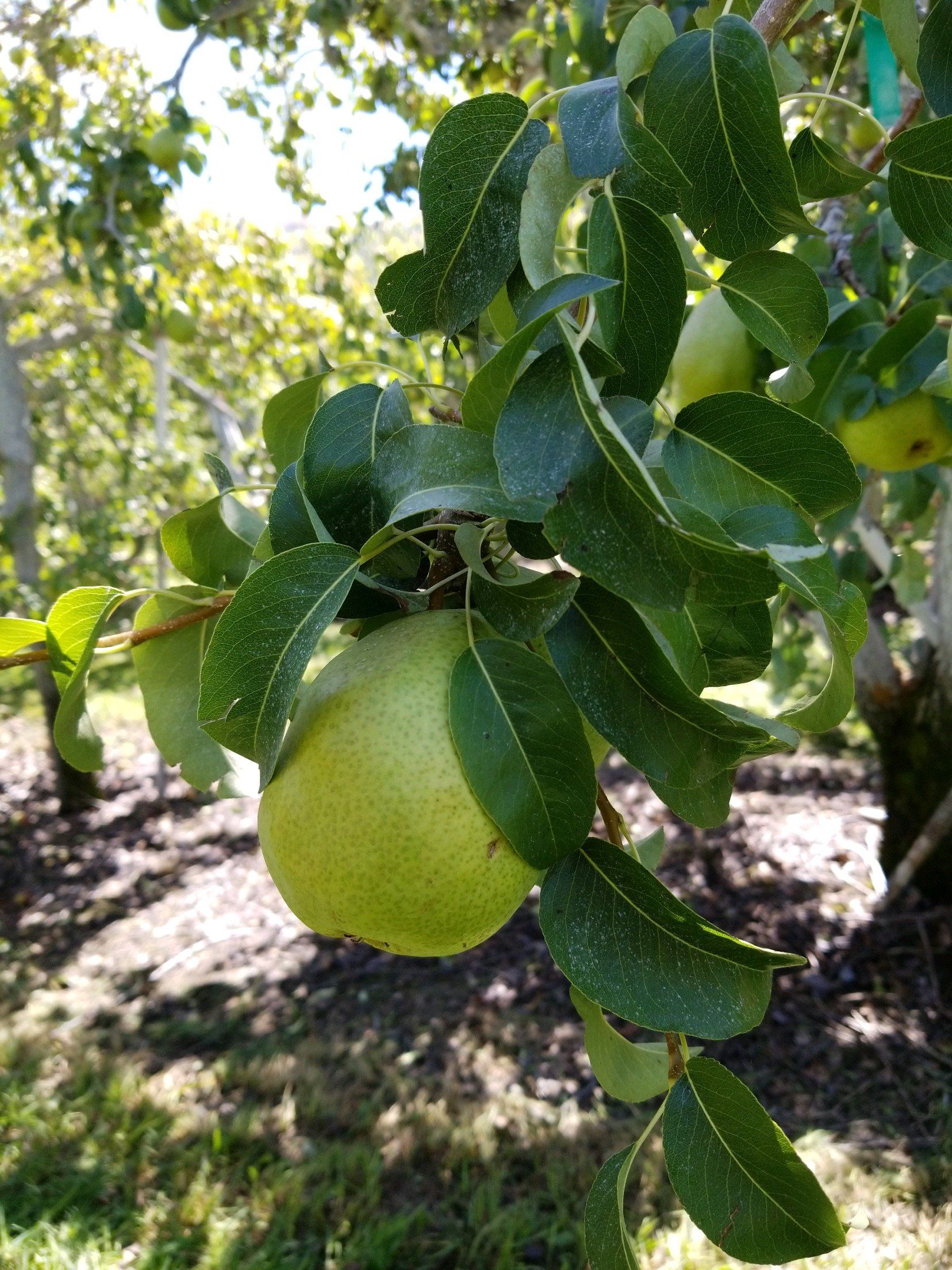 Pears