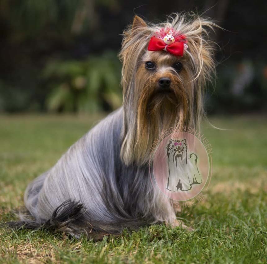 cachorros yorkshire en venta