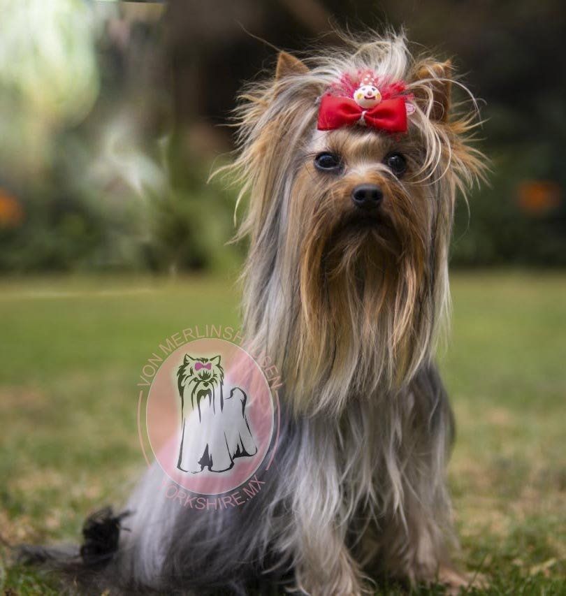 cachorros yorkshire en venta