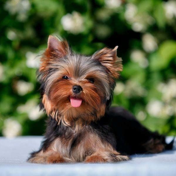 Cachorro Yorkshire en venta