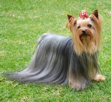 Criadero de yorkie en mexico