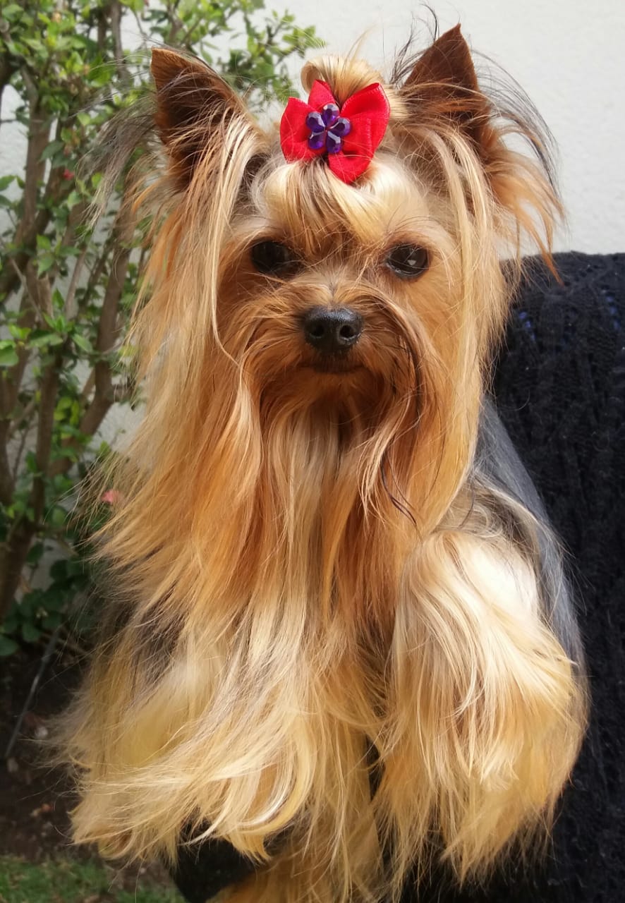 Criaderos de yorkie en mexico