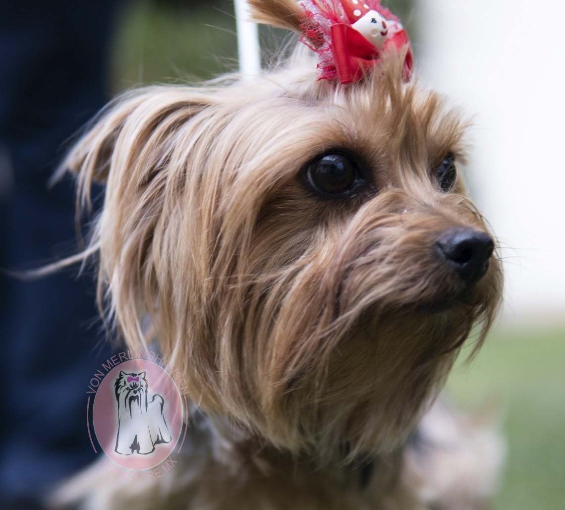 criadero de yorkies en cdmx