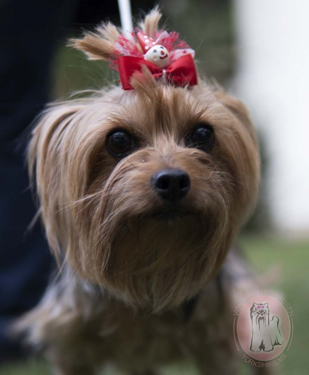 criadero de yorkies en cdmx