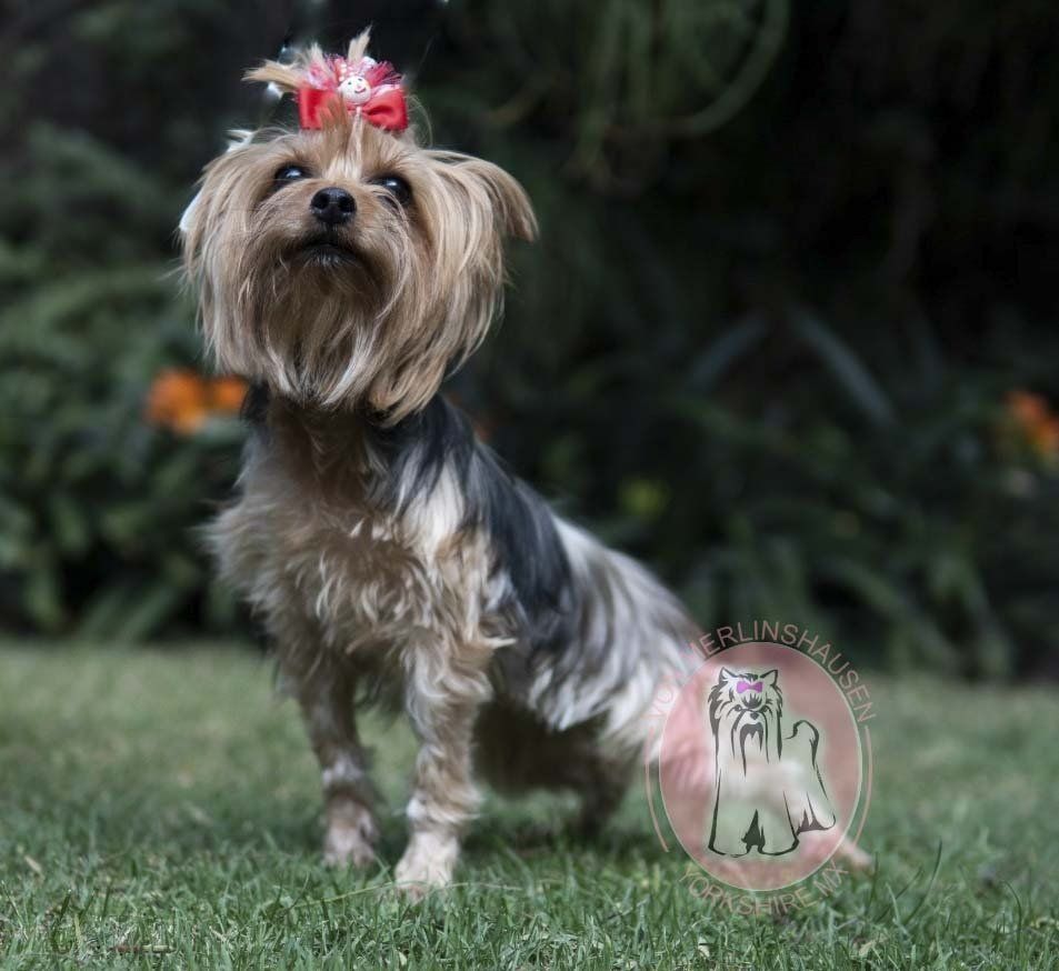 criadero de yorkies en cdmx