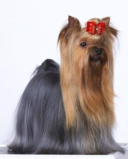 Criadero de yorkie en mexico