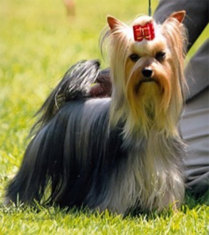 Criaderos de yorkie en mexico