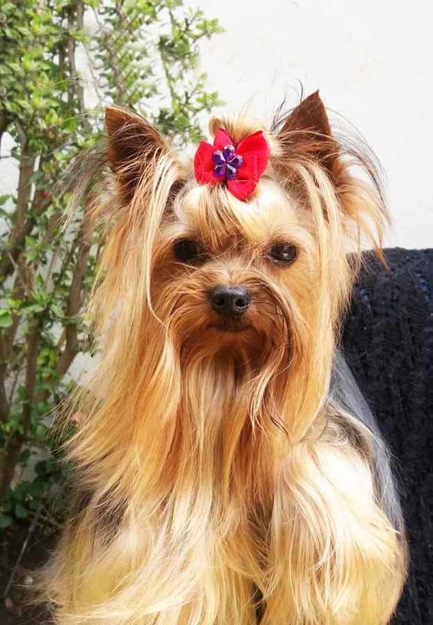 yorkshire en venta