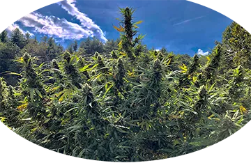 Healthy Harvesting™ - Hemp Flower