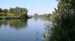 Eine große Wassermasse, umgeben von Bäumen an einem sonnigen Tag.