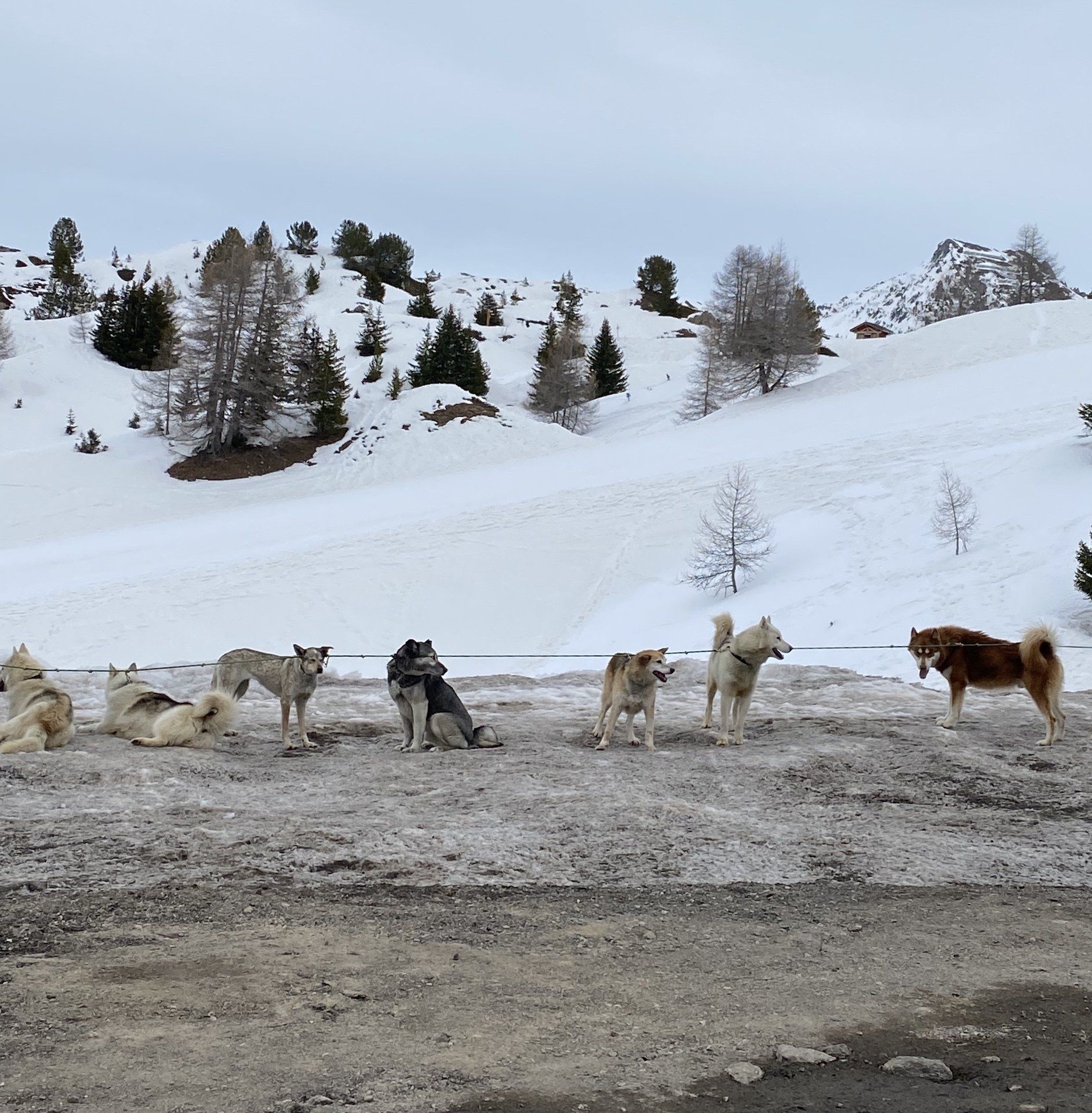 La Plagne  Hors d'Aventure Huskies