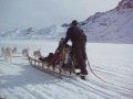 Greenland - dog sled ride 2