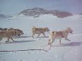 Dog sled ride 3