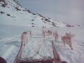 Greenland - dog sled ride 1