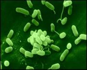 Arthrobacteria