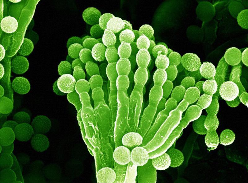 Penicillium