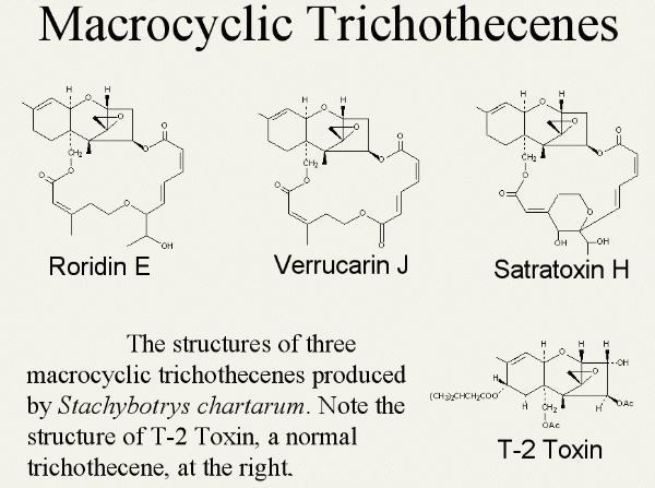 Trichothecenes Macrocyclic trichothecenes are produced by Stachybotrys chartarum