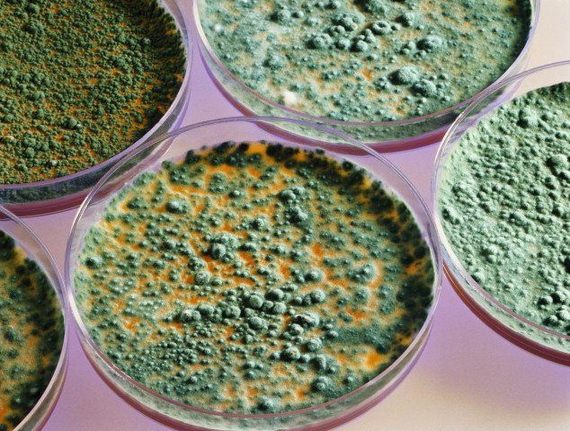 Types of molds
