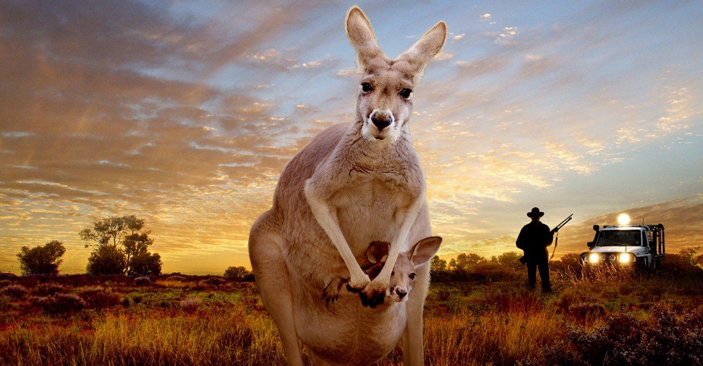 Kangaroo