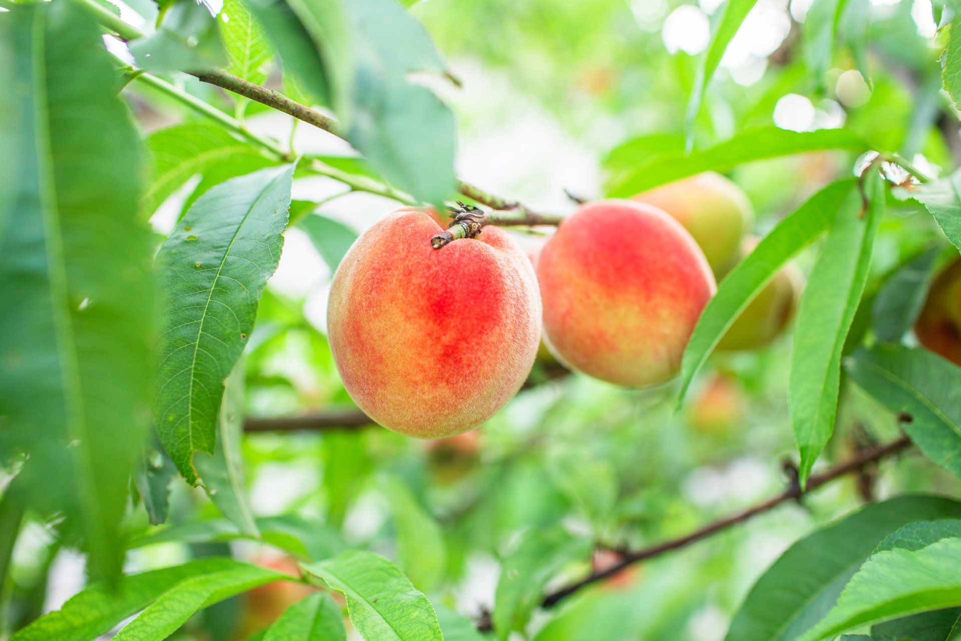 organic apple