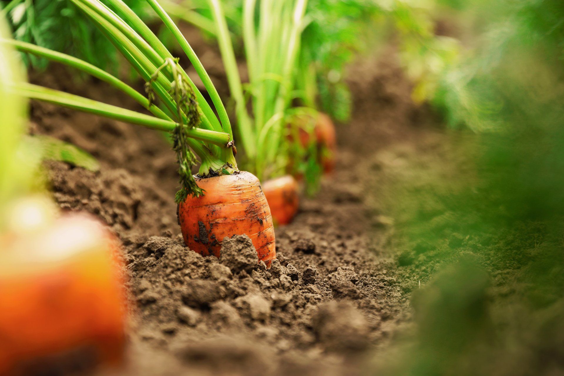 organic carrots